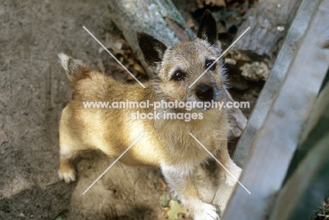 pet norwich terrier asking for attention