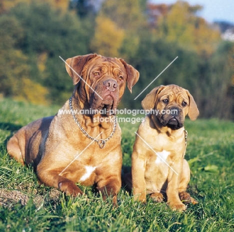 Dogue de Bordeaux with puppy