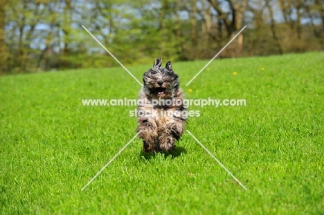 young blue merle Bergamasco running in field