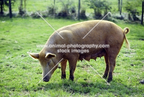 tamworth pig at cotswold farm park, looking down