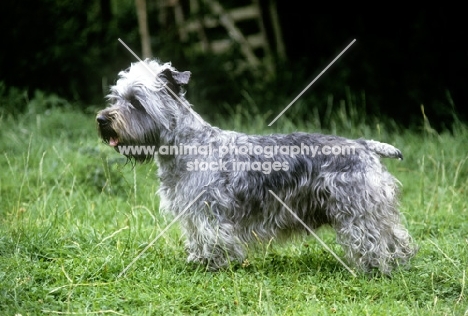 malsville moody blue of farni,  glen of imaal terrier side view