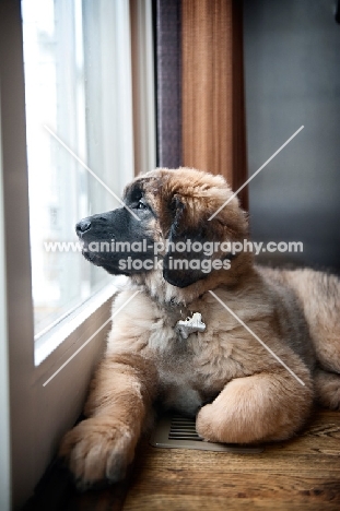 leonberger puppy looking out window