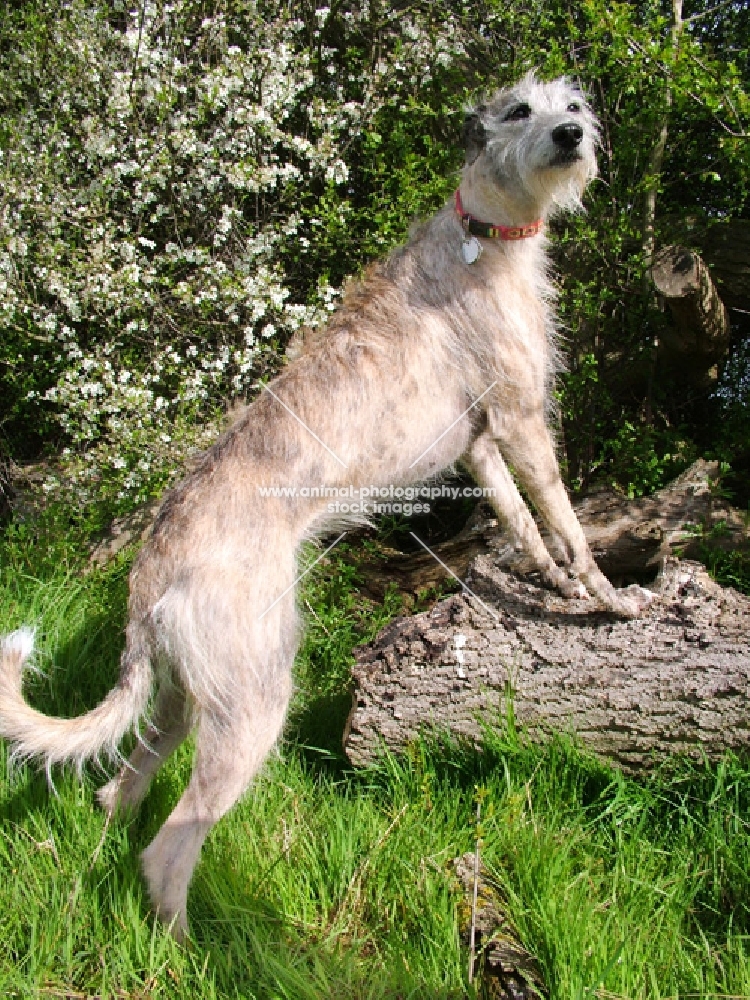 Lurcher standing on log, all photographer's profit from this image go to greyhound charities and rescue organisations