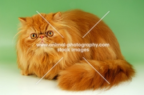 red Persian crouching