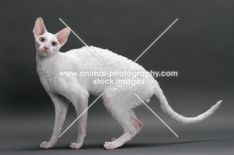 white Cornish Rex, standing elegantly