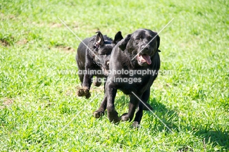 young Labrador chasing another