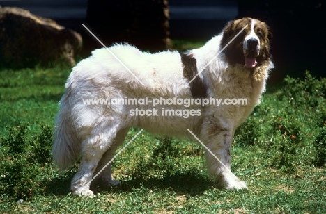 pyrenean mastiff , gotonsky de raco vedat,  looking at camera