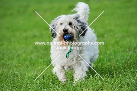 Polish Lowland Sheepdog retrieving toy