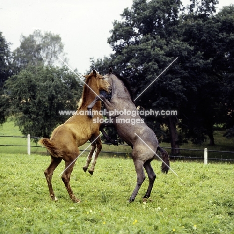 marbach foals rearing in play