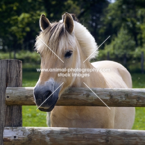 Fjord Pony looking over fence head study