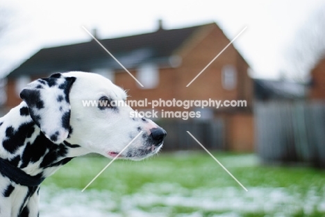 Dalmatian profile