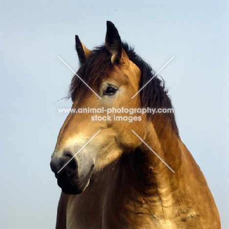 Belgian mare head study