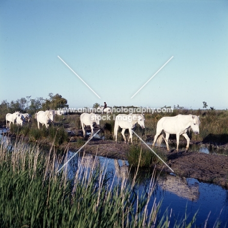 group of Camargue ponies walking