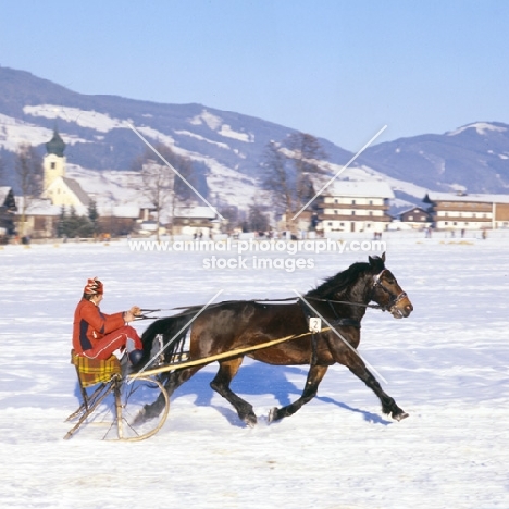 weix, noric horse in trotting race in snow at kitzbuhel