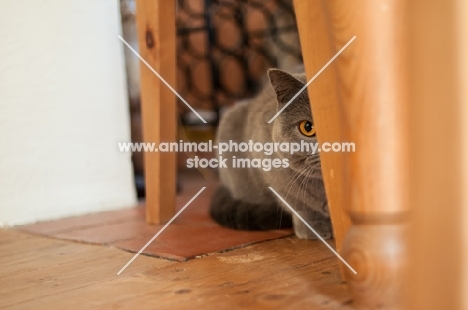 blue British Shorthair cat hiding behind kitchen table