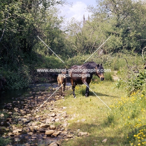 higher tor sunrise, dartmoor mare walking with foal by river webburn at widecome