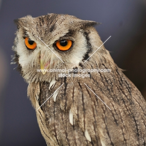 Owl, head study