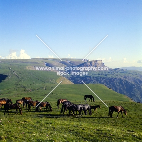 Kabardines, taboon of mares and foals, Caucasus mountains