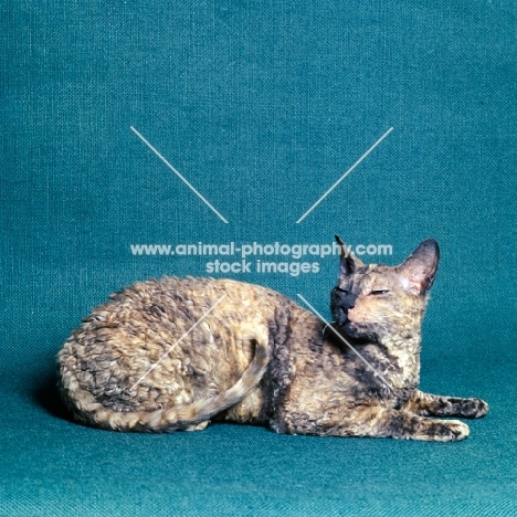 cornish rex cat slitting eyes