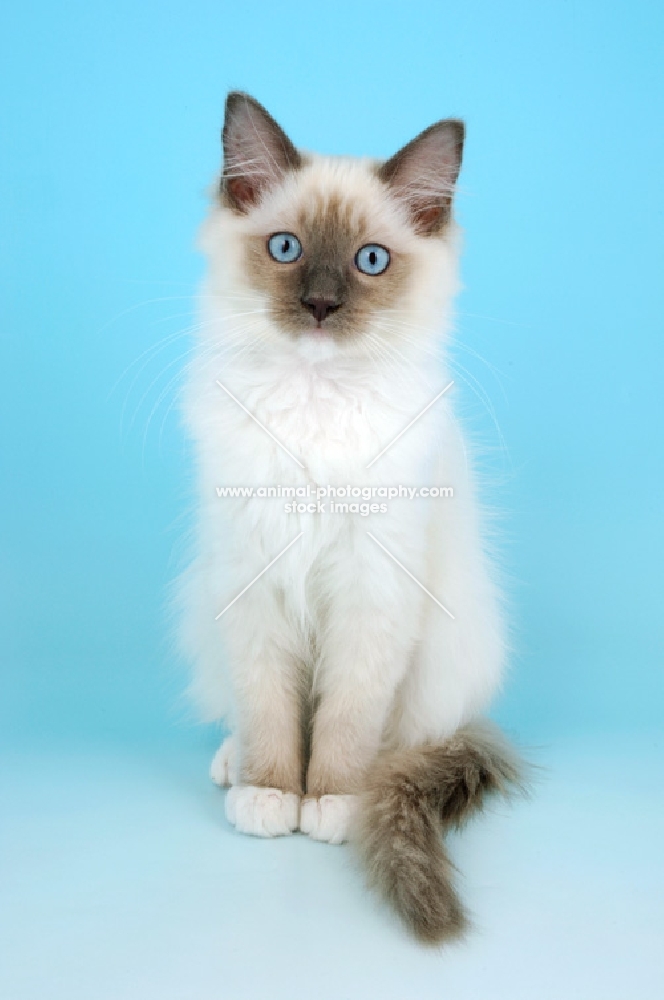 mitted blue point ragdoll kitten