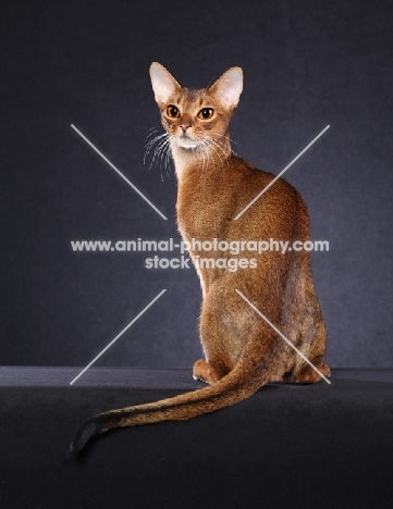 Abyssinian, back view