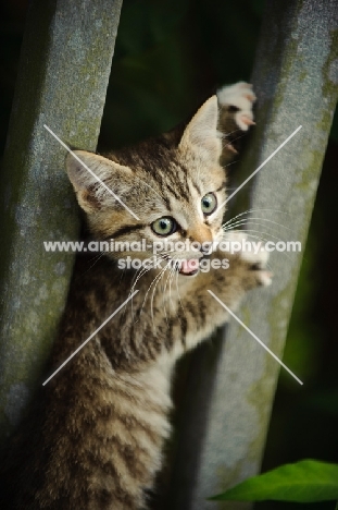 kitten between fence