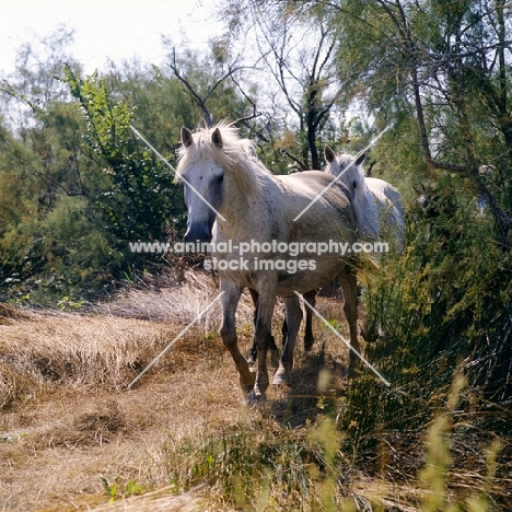 two Camargue mares walking down path in Camargue