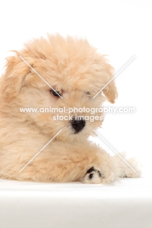 yellow Puli puppy on white background