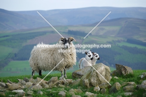 Scottish Blackface ewe and Scotch Mule lambs