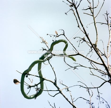 green mamba in a tree  in tanzania