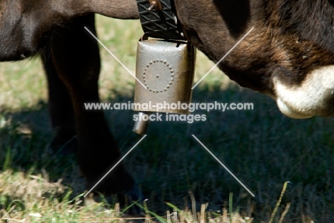 cow carrying a bell