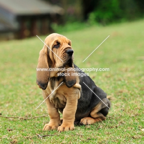 Bloodhound puppy