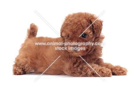 apricot coloured Toy Poodle puppy, lying down