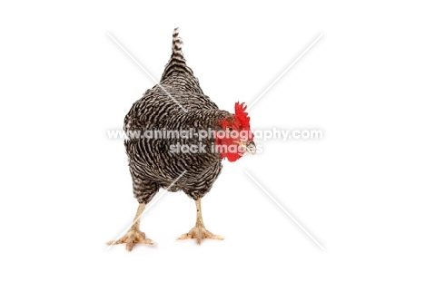 Barred Rock Hen on white background