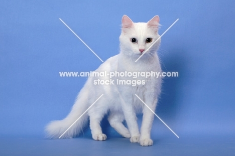 odd eyed Turkish Van on blue background