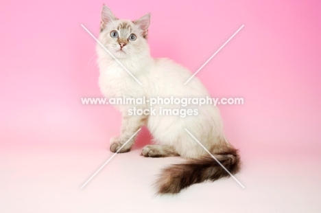 seal tortie tabby ragdoll cat, sitting down