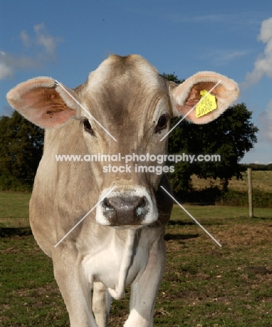 brown Swiss cow, front view