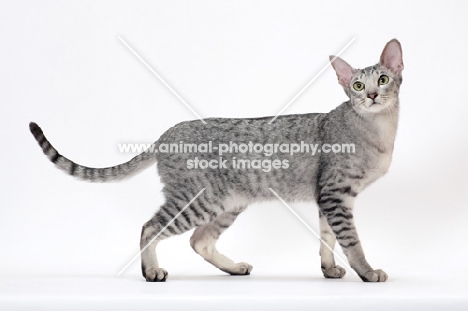 Oriental Shorthair side view on white background, Silver Spotted Tabby