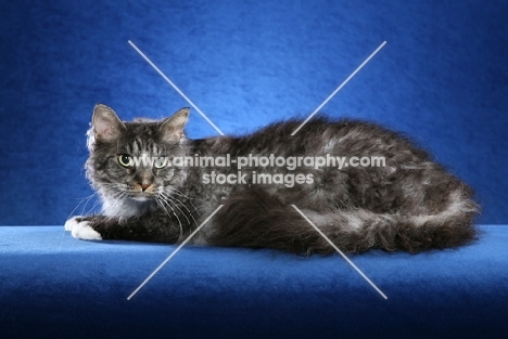 2 year old Silver Tabby with White LaPerm Alter crouched to left looking out.