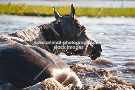 quarter horse bathing