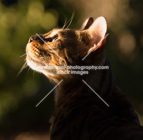 Bengal cat looking up