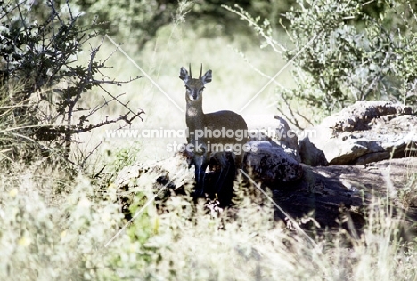 klipspringer in kruger national park, south africa