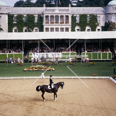 gabriella grillo riding ultimo, trakehner stallion, 
dressage at goodwood