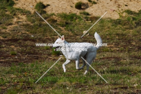 Canaan Dog running,  Guard dog of Israel