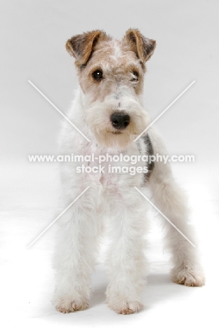 young wirehaired fox terrier