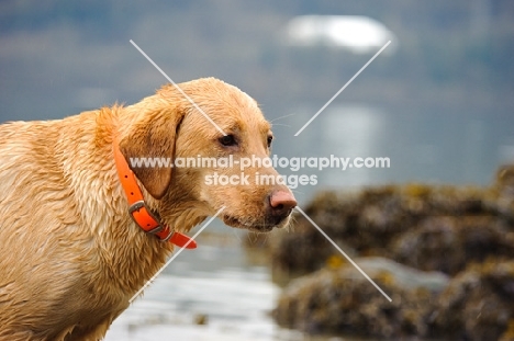 Labrador Retriever