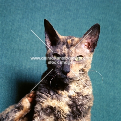 cornish rex cat portrait