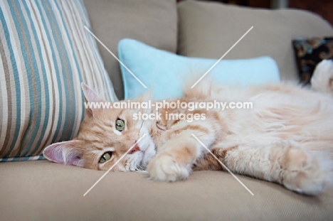 orange tabby lying down