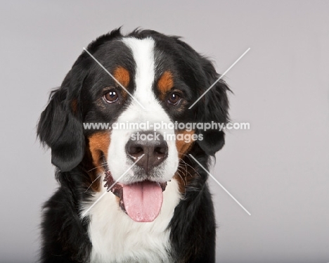 Bernese Mountain Dog (Berner Sennenhun) on grey background