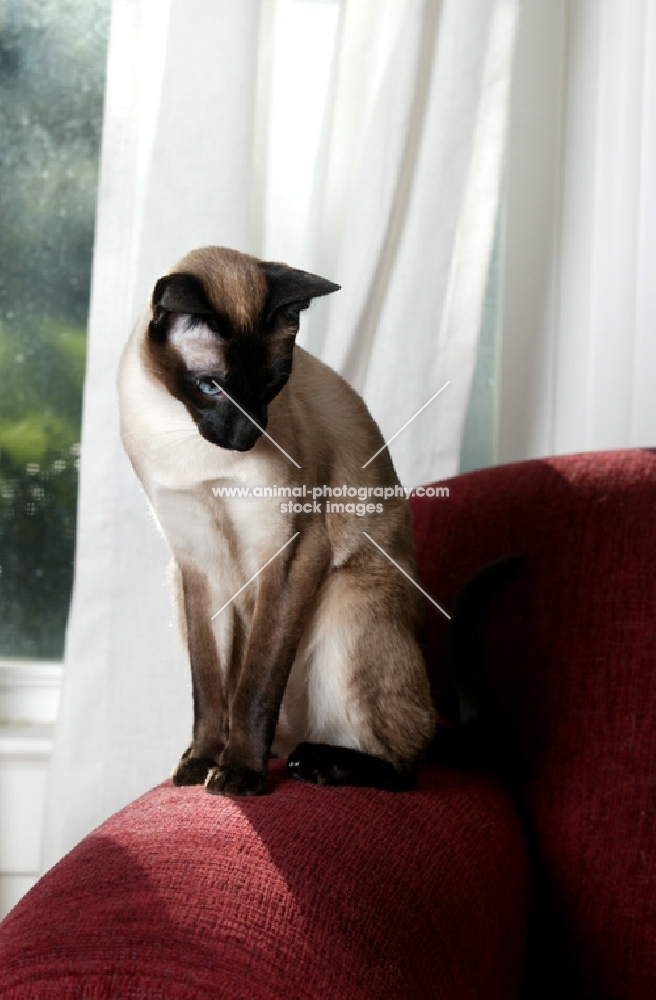 siamese cat sitting on red sofa